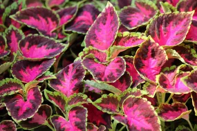 Coleus