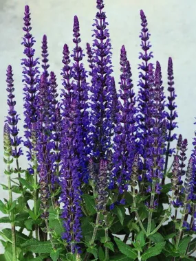 Salvia