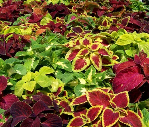 Coleus