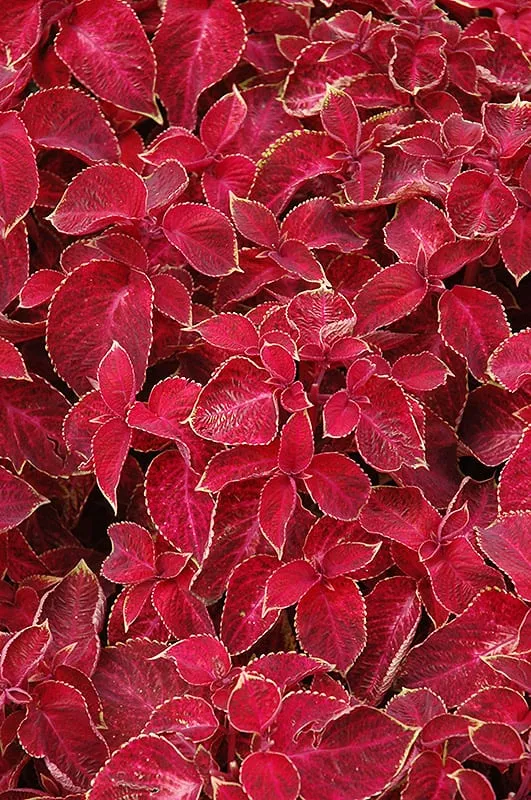 Coleus